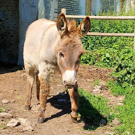 L'apto - A La Ferme - Jardin Avec Plancha Chicheboville