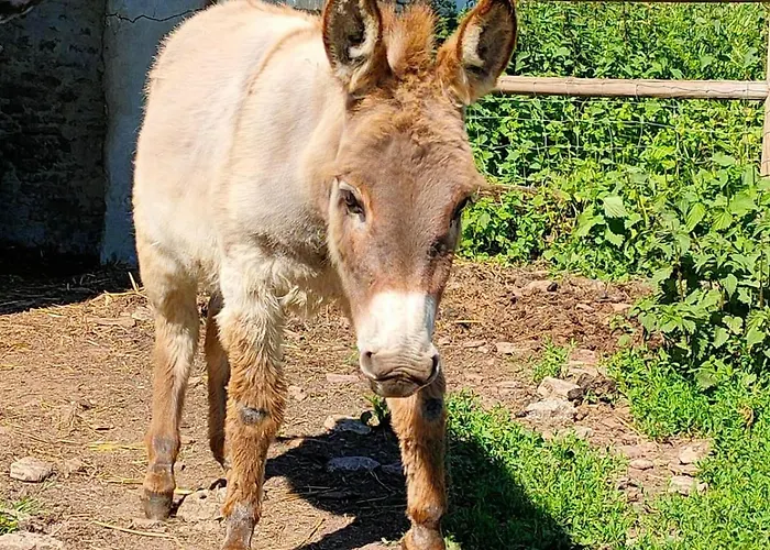L'apto - A La Ferme - Jardin Avec Plancha Chicheboville