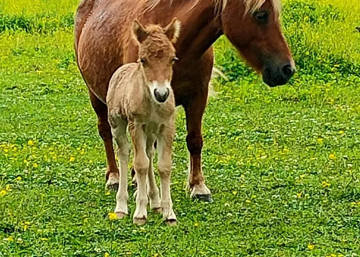 Semesterbostad L'apto - A La Ferme - Jardin Avec Plancha Chicheboville